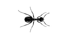 Indoor-Ants