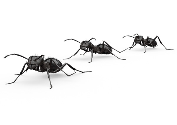 Indoor-Ant