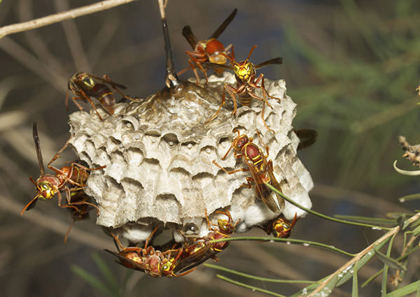 Paper-Wasp-3
