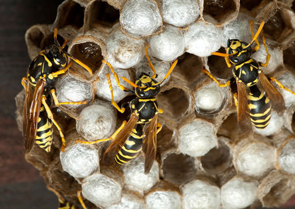 Paper-Wasp-4