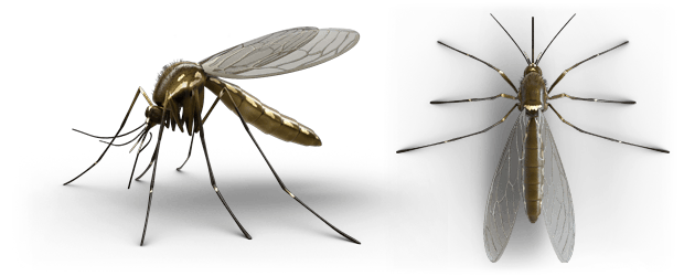 mosquito profile